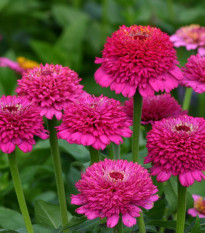Ostálka Zinderella Purple - Zinnia elegans - semena ostálky - 20 ks